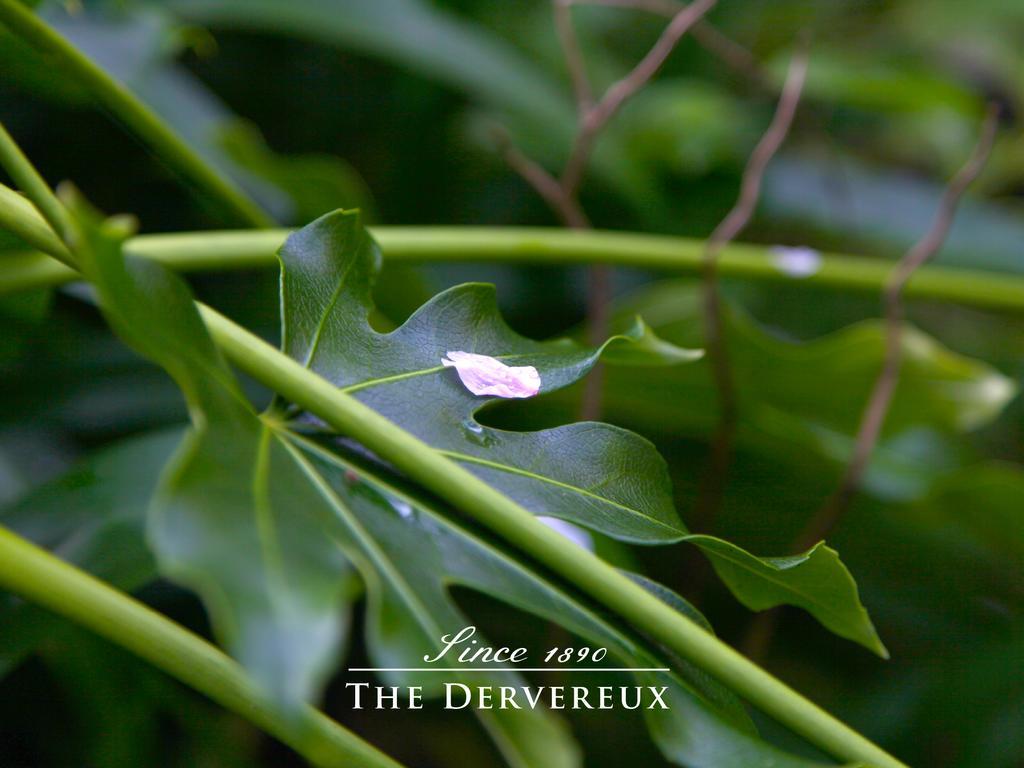 The Devereux Boutique Hotel Auckland Exterior photo